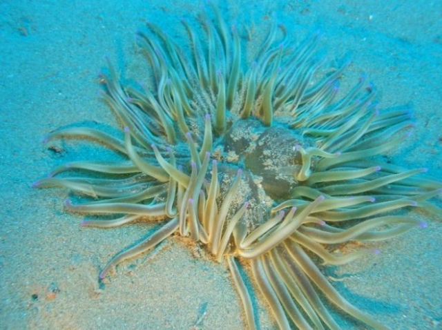  Mittelmeerflora 
